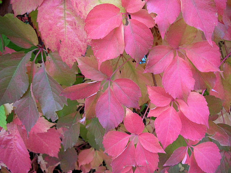 I colori dell''autunno...